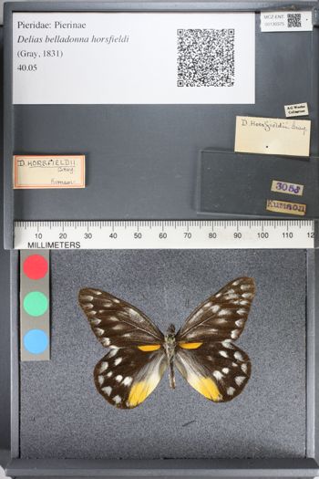 Media type: image;   Entomology 130375